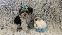 Poppy, a female Poodle - Toy  for sale in Rockford, IL – 1 of 8