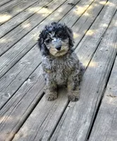 Skylark  mini , a female Miniature Goldendoodle for sale in Rockford, IL – 9 of 10