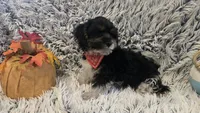Harley , a male Poodle - Toy  for sale in Rockford, IL – 3 of 8