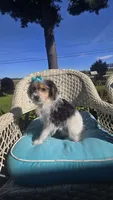Sophie , a female Yorkipoo for sale in Rockford, IL – 8 of 9