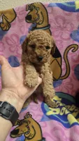 Wrigley , a male Miniature Goldendoodle for sale in Rockford, IL – Photo 3 of 6