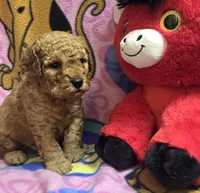 Wrigley , a male Poodle - Miniature  and Miniature Goldendoodle for sale in Rockford, IL – Photo 4 of 7