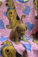 Wrigley , a male Poodle - Miniature  and Miniature Goldendoodle for sale in Rockford, IL – Photo 5 of 7
