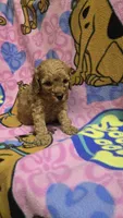 Wrigley , a male Miniature Goldendoodle for sale in Rockford, IL – Photo 5 of 6