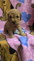 Wrigley , a male Poodle - Miniature  and Miniature Goldendoodle for sale in Rockford, IL – Photo 6 of 7