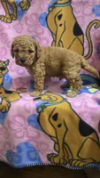Wrigley , a male Miniature Goldendoodle for sale in Rockford, IL – Photo 2 of 6