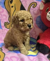 Wrigley , a male Poodle - Miniature  and Miniature Goldendoodle for sale in Rockford, IL – Photo 1 of 7