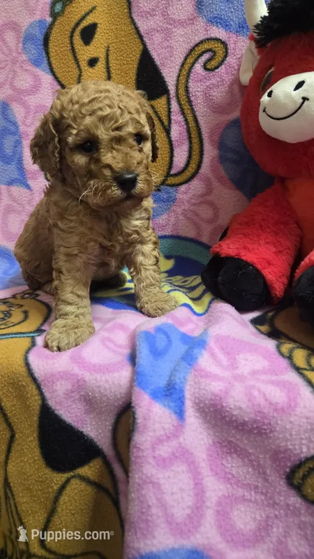 Wrigley  – Miniature Goldendoodle puppy for sale in Rockford, IL