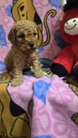 Wrigley , a male Miniature Goldendoodle for sale in Rockford, IL – Photo 1 of 6