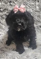 Molly f1b, a female Cavapom for sale in Rockford, IL – 10 of 10