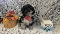 Harley , a male Poodle - Toy  for sale in Rockford, IL – 8 of 8