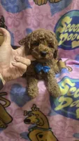 Starbucks micro mini, a male Miniature Goldendoodle for sale in Rockford, IL – 5 of 8