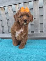 Autumn f1b mini, a female Miniature Goldendoodle for sale in Rockford, IL – 3 of 9