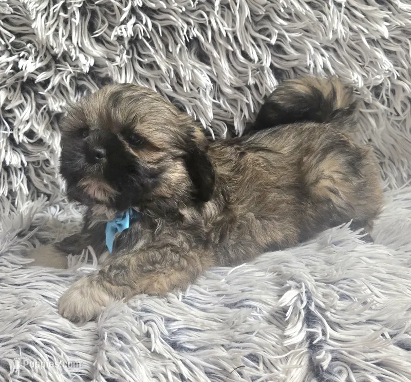 Rudy  – Shih Tzu puppy for sale in Rockford, IL