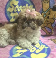 Princess , a female Shih Tzu for sale in Rockford, IL – 3 of 8