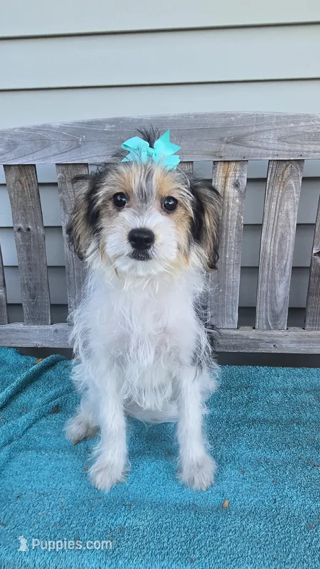 Sophie  – Yorkipoo puppy for sale in Rockford, IL