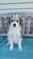 Sophie , a female Yorkipoo for sale in Rockford, IL – 9 of 9