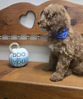 Teddy Bear , a male Poodle - Miniature  and Miniature Goldendoodle for sale in Rockford, IL – 9 of 10