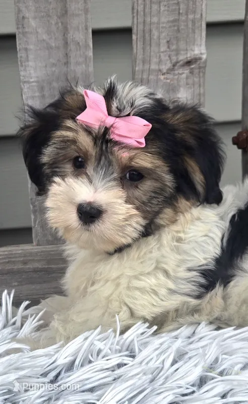 Daisy – Morkie puppy for sale in Rockford, IL