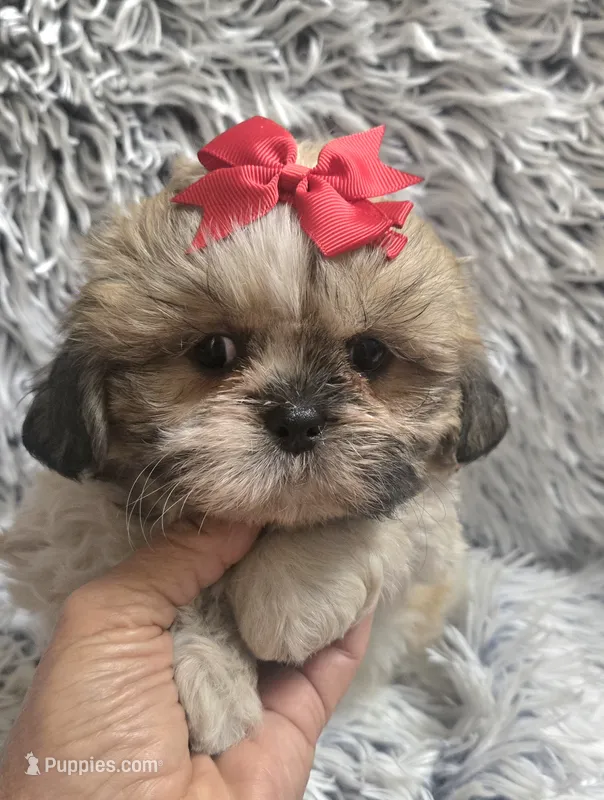 Rosie  – Shih Tzu puppy for sale in Rockford, IL