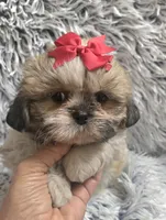Rosie , a female Shih Tzu for sale in Rockford, IL – 6 of 9