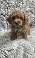 Sunny , a male Cavapoo for sale in Rockford, IL – 3 of 10