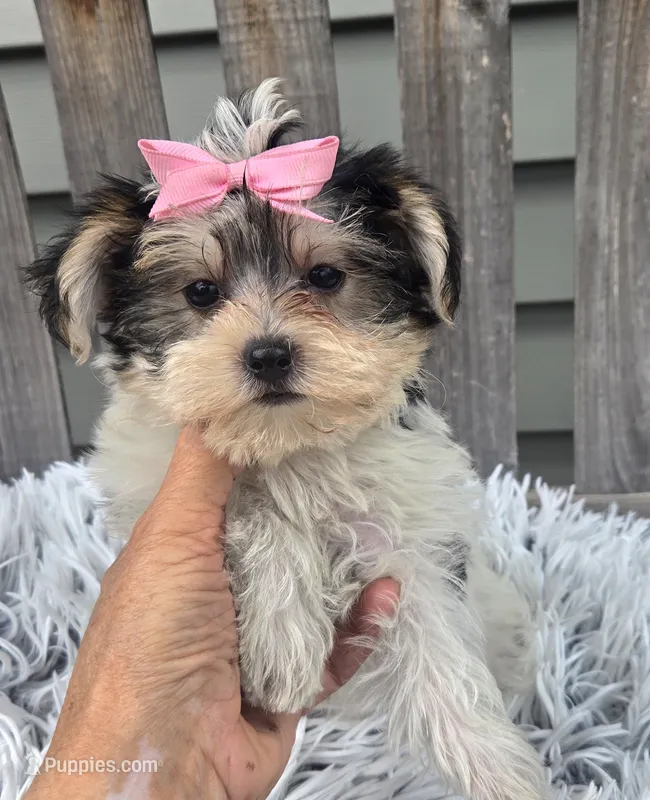 Lily  – Morkie puppy for sale in Rockford, IL