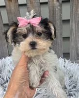 Lily , a female Morkie for sale in Rockford, IL – 1 of 4