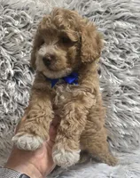 Bandit , a male Cavapoo for sale in Rockford, IL – 5 of 9