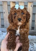 Sky f1b mini , a female Miniature Goldendoodle for sale in Rockford, IL – Photo 4 of 10