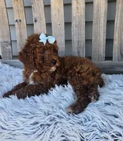 Sky f1b mini , a female Miniature Goldendoodle for sale in Rockford, IL – Photo 8 of 10