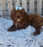 Sky f1b mini , a female Miniature Goldendoodle for sale in Rockford, IL – Photo 9 of 10