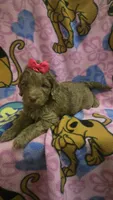 Sidney , a female Miniature Goldendoodle for sale in Rockford, IL – Photo 10 of 10