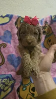 Sidney , a female Miniature Goldendoodle for sale in Rockford, IL – Photo 5 of 10