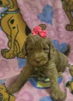 Sidney , a female Miniature Goldendoodle for sale in Rockford, IL – Photo 2 of 10