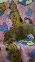 Sidney , a female Miniature Goldendoodle for sale in Rockford, IL – Photo 7 of 10