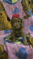 Sidney , a female Miniature Goldendoodle for sale in Rockford, IL – Photo 1 of 10