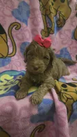 Sidney , a female Miniature Goldendoodle for sale in Rockford, IL – Photo 8 of 10