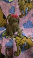 Sidney , a female Miniature Goldendoodle for sale in Rockford, IL – Photo 6 of 10