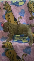Sidney , a female Miniature Goldendoodle for sale in Rockford, IL – Photo 9 of 10