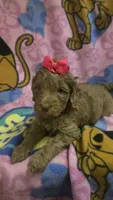 Sidney , a female Miniature Goldendoodle for sale in Rockford, IL – Photo 3 of 10