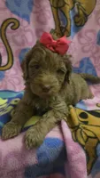Sidney , a female Miniature Goldendoodle for sale in Rockford, IL – Photo 4 of 10