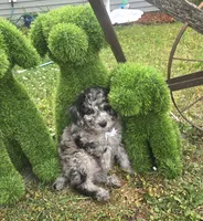 Marley Akc blue merle , a male Poodle - Miniature  for sale in Rockford, IL – 4 of 10