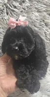 Molly f1b, a female Cavapom for sale in Rockford, IL – 2 of 10