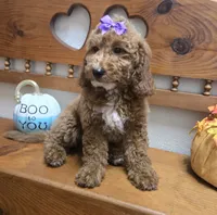 Violet mini f1b, a female Miniature Goldendoodle for sale in Rockford, IL – 4 of 9