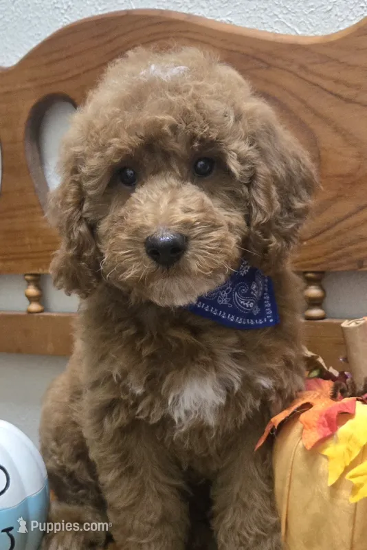 Teddy Bear  – Poodle - Miniature , Miniature Goldendoodle puppy for sale in Rockford, IL