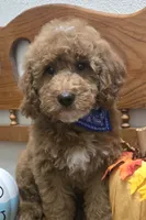 Teddy Bear , a male Poodle - Miniature  and Miniature Goldendoodle for sale in Rockford, IL – 1 of 10