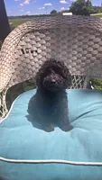 Sidney  Akc , a male Poodle - Toy  for sale in Rockford, IL – 7 of 7