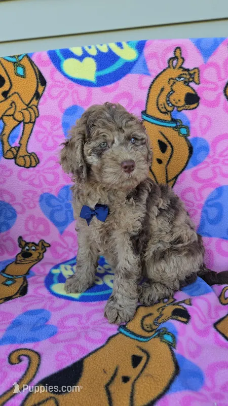 Tiger Mini chocolate merle price reduced  – Miniature Goldendoodle puppy for sale in Rockford, IL