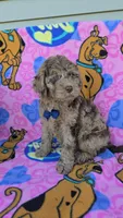 Tiger Mini, a male Miniature Goldendoodle for sale in Rockford, IL – 6 of 9